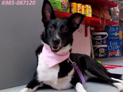 Ένα σπιτάκι για τη Νόρα